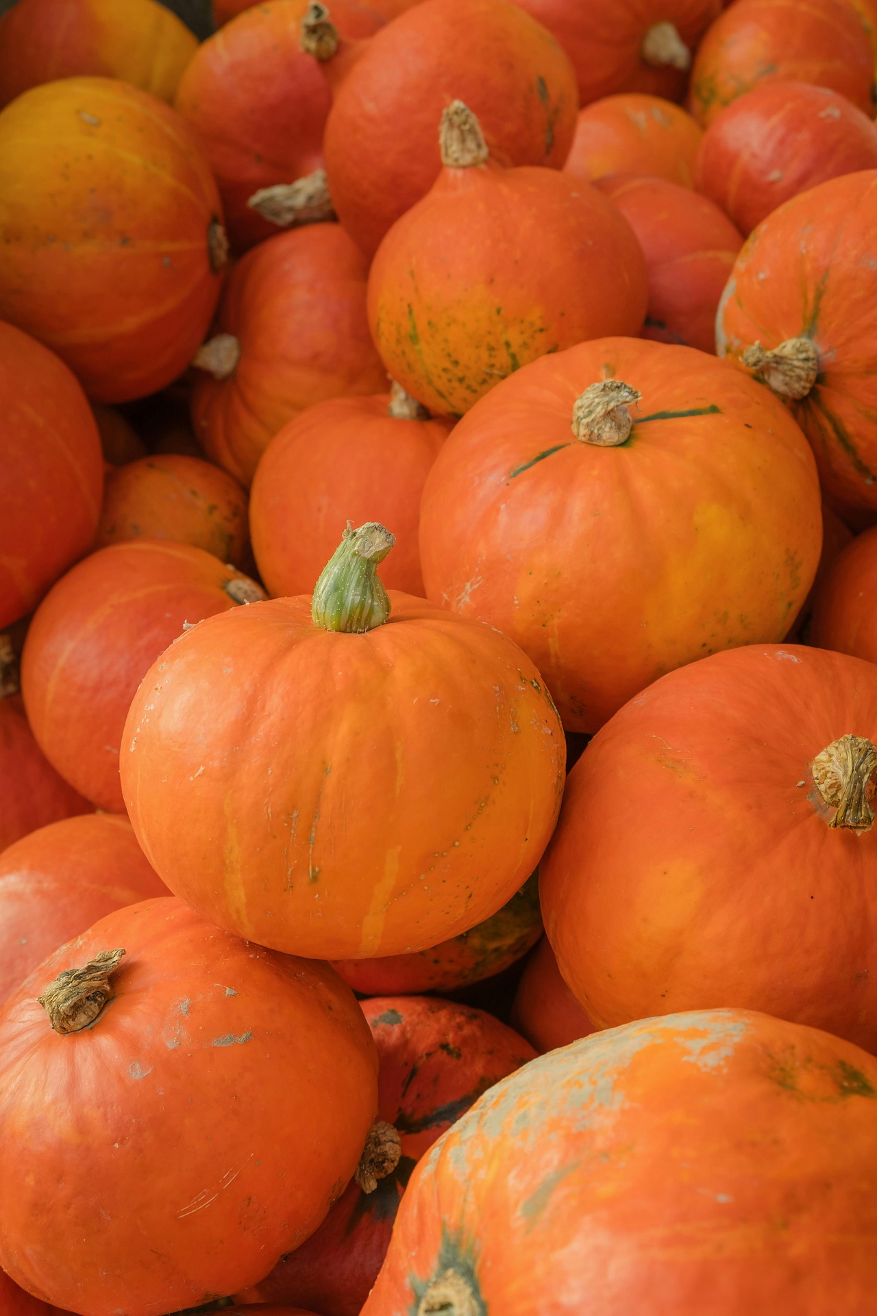 hokaido-9797859_1920 Rosenkohl